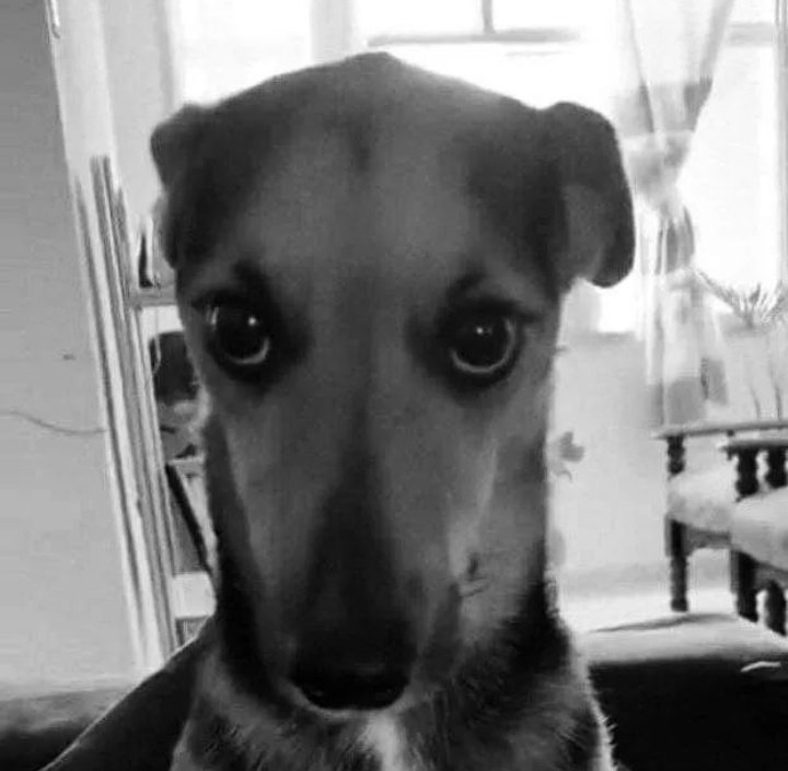 andres_pinot's tweet image. “ví tus compartidos en tiktok”