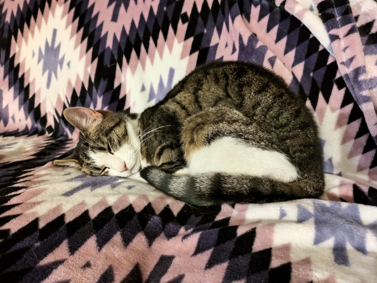 CrafKitty's tweet photo. Do I looks good in purple? #CatsOfTwitter https://t.co/oVLAobnGdO