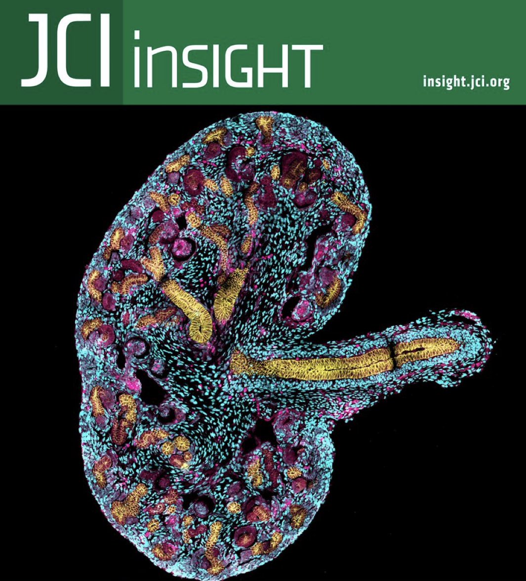 🔥Hot off the press ⁦@JCI_insight⁩, Obviously a happy and healthy Kidney 🫣😂 ⁦@UrologieParis⁩ ⁦@hswapnil⁩