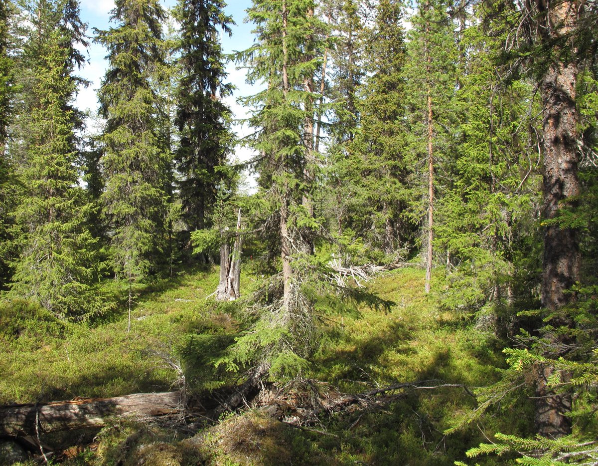 I am looking for a 2-yr post-doc to study micro-organisms and micro-climate, in Swedish forests! Come work with us @mycopat in Uppsala, in collaboration with @Linegreis! 🌲🍄🦠 Please, RT. #AcademicTwitter #fungi #bacteria #nematodes #GlobalWarming slu.se/om-slu/jobba-p…