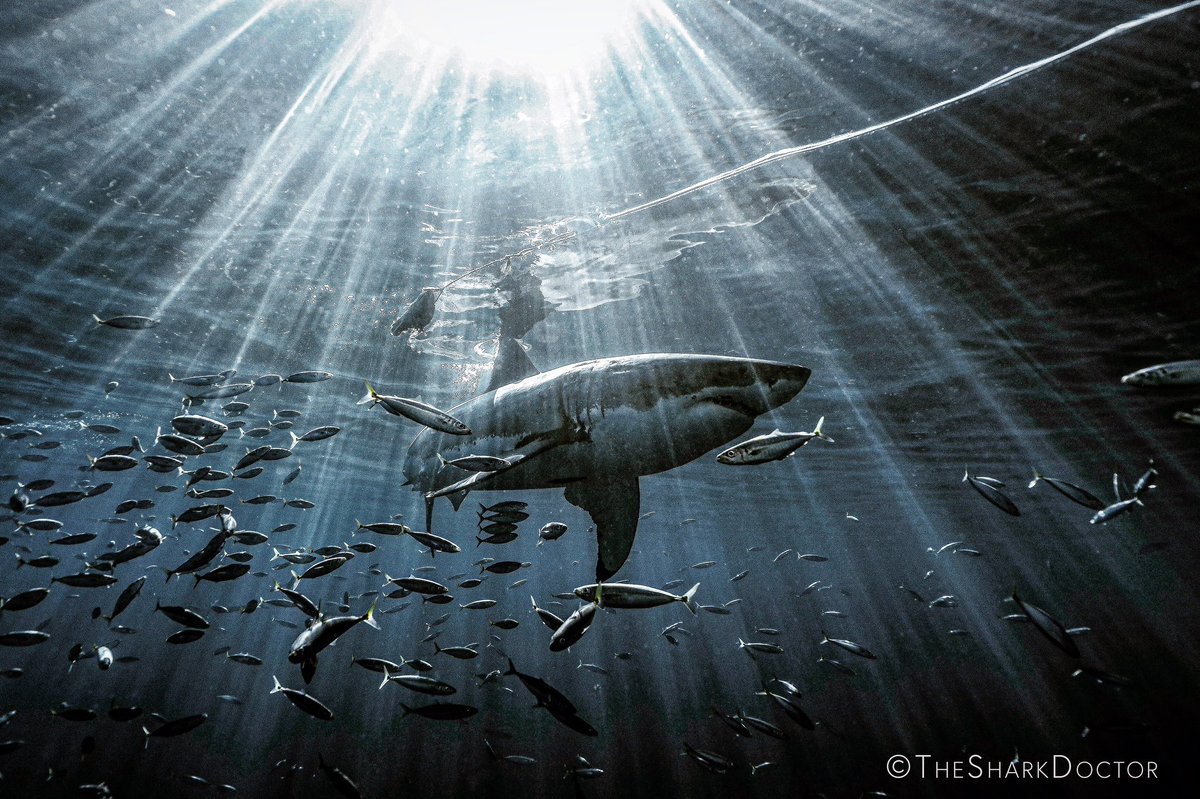 As soon as that shark passed overhead, everything aligned perfectly.  The time of day was perfect, the way the sun kept peaking through the clouds was perfect and these incredibly sun rays formed all around the most iconic predator on the planet!  #sharks #shark #greatwhite
