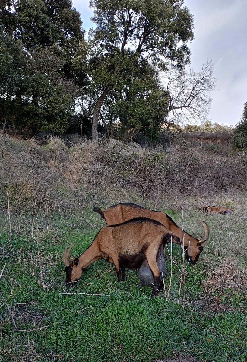 🐐🐐Algunes estan a punt de parir! Van tant feixugues que no segueixen el ritme de la resta de ramat. 
Aquí s'han passat tot el dia a recer del vent i menjant herba fresca 🌱

#ramatpropi #ramatdepastura #Lluçà #Lluçanès