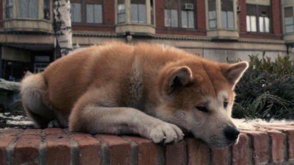 iyitweet's tweet photo. Bu film 1 saat 33 dakika ama etkisi ömür boyu sürüyor. Adı Hachiko. https://t.co/1cvTkjg6fE