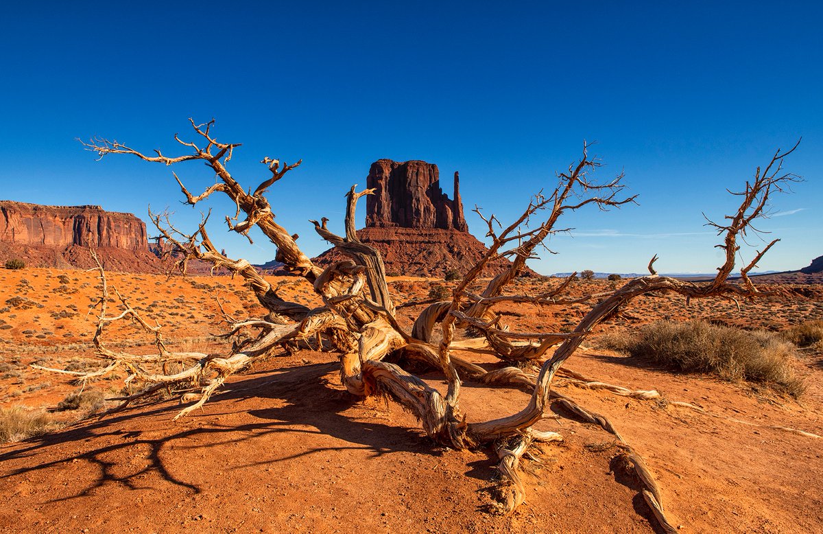 Gnarled A fabulous gnarled old tree with some real personality, posing in front of Mitten Butte in Monument Valley..... #MonumentValley #USA