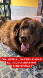 Joao_Alvesinho's tweet photo. Fala galera, meu cachorro tá desaparecido há 2 semanas e ainda n os encontramos (já estamos pensando em todas as hipóteses possíveis mas sem desistir).
Desaparecido em ponta da fruta, Vila velha - es mas pode estar em qualquer parte da cidade já.  Obg a todos 
#VamosAcharoCafe https://t.co/quvRhdU9hm