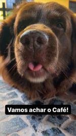 Joao_Alvesinho's tweet photo. Fala galera, meu cachorro tá desaparecido há 2 semanas e ainda n os encontramos (já estamos pensando em todas as hipóteses possíveis mas sem desistir).
Desaparecido em ponta da fruta, Vila velha - es mas pode estar em qualquer parte da cidade já.  Obg a todos 
#VamosAcharoCafe https://t.co/quvRhdU9hm