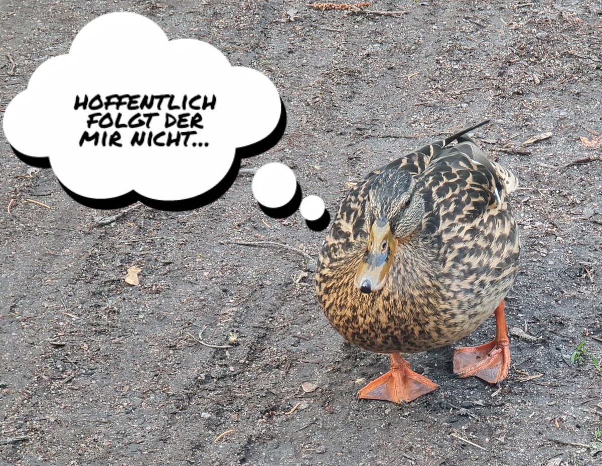 Es wird langsam Frühling. ☝️😺

Die Enten hier im Park werden aber auch immer merkwürdiger.... 🤔