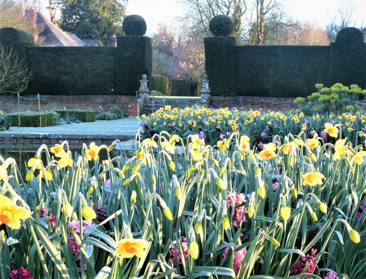 Doddington Place, near Sittingbourne is open on Sunday 25 February for woodland walks, spring bulbs, a flint folly, huge cloud clipped yews and teas too! 11-5pm findagarden.ngs.org.uk/garden/4483/do…