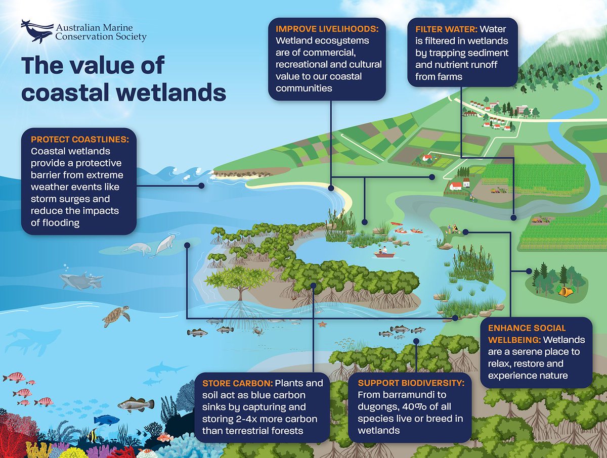 "Wetlands are biodiverse ecosystems that support an incredible amount of marine and freshwater life and provide multiple benefits to society and our environment." 🐢 🐠 🪸

Learn more about the value of coastal wetlands 👇

via <a href="/AustMarConsSoc/">Australian Marine Conservation Society</a>
