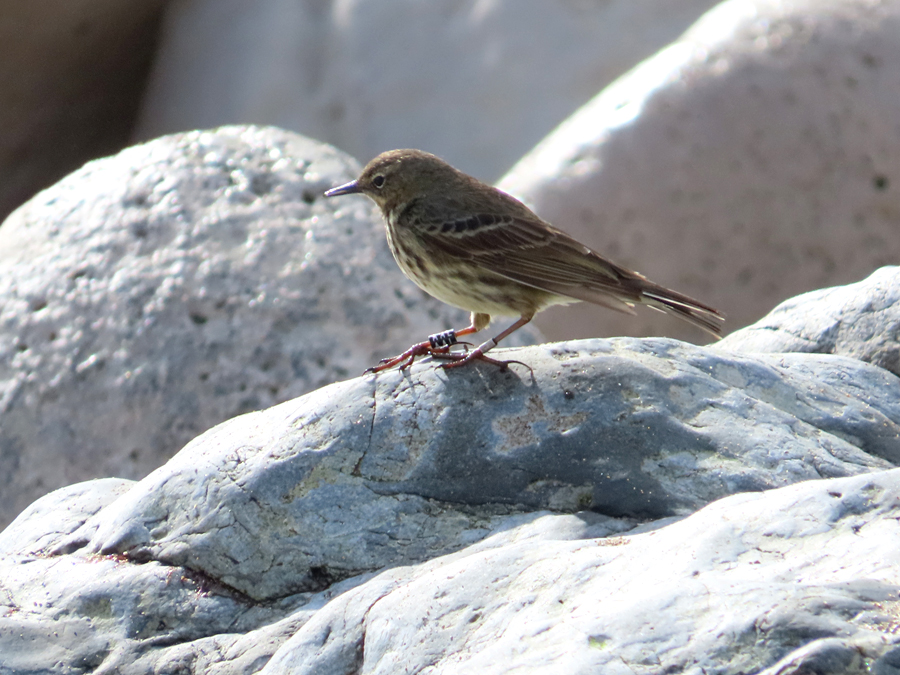 This morning at Church Ope Cove: 5 Rock Pipit (including both AAL and AAX) 2 Stonechat 2 fem Black Redstart 5 Chiffchaff @PortlandBirdObs @DorsetBirdClub @BTO_Dorset @NatureofDorset @DorsetWildlife @slashercutts portandwey.blogspot.com/2024/02/23-feb…