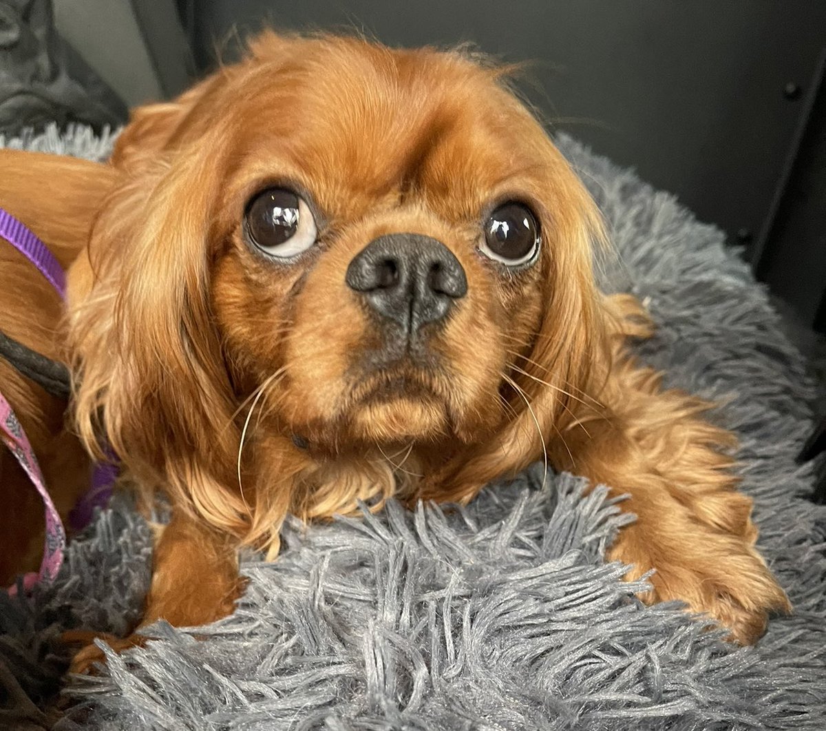 RescueBliss's tweet photo. Gorgeous Bumble is available for adoption. #cavpack friends can you give him a RT please 🙏🏻 

He is a lovely, one-year-old ruby Cavalier boy and full of beans.
He adores everyone he meets, both dogs and people. He adores other dogs, especially younger ones, that he can play with, but he respects all dogs. He is now building up his exercise really well and loves the outdoors. He enjoys wrestling with his pals and is full of energy.

He travels well and is a pleasure to foster. He has had his world opened up, gained so much confidence, and learned so much. The family that adopts him will be incredibly lucky.

Bumble needed surgery on both his knees while in rescue, as both kneecaps were luxating, but he is recovering extremely well. He has Chiari malformation with pain and is on inexpensive medication, which has transformed his life. When he arrived in rescue, it was extremely difficult for us or the vets to handle him because he was so painful. But now we don’t have any issues at all. He is neutered and up to date with vaccines and parasite preventatives.

Bumble came to the rescue with some ‘behavioural issues’ which have very much improved and appear to have related to his unmanaged chiari pain. Since starting medication and being given plenty of stimulation and space, we haven’t seen that side of him at all. He can be anxious in new situations and will need time, patience and space to settle into his forever home. He really is a lovely boy.

He can live with children/resident children aged 12+. He is not cat-tested. Bumble needs a home with at least one other playful dog.

Bumble is in foster in North Lincolnshire. His adopter(s) must be prepared to purchase a lifetime insurance policy or have the means to cover future health issues.  Pre-existing issues are rarely insurable. Home workers must be able to produce a contract/letter from their employer. Tenants must send a letter from their landlord stating they have permission to have the dog at their property.
The successful applicants must be able to travel to the foster home for the meet and greet and be immediately available for a home check. The meet and greet must occur within 5 days of a successful home check. Please can we remind you not to telephone the rescue regarding adoptions at any time, you are more than welcome to email us with any questions-info@blisscavalierrescue.org

Please read our adoption procedure before applying – https://t.co/2xIBMrRtIz

Apply – https://t.co/MMicl7Lnfi