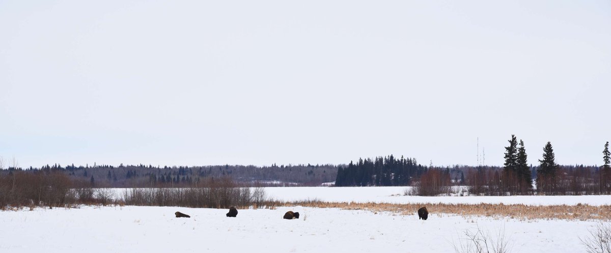 Bison look easy going but bison can charge if startled, stressed or threatened. Your best protection is to give bison at least 100 m of space at all times. 👉🦬 ow.ly/L8Qx50QGR5k