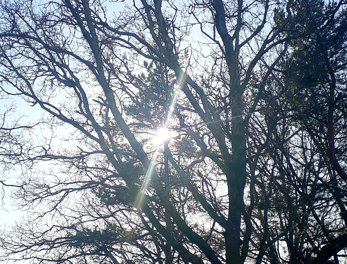 TELLUSELLE's tweet image. Healing rays of sunlight. There will be spring this year too! #springfeeling