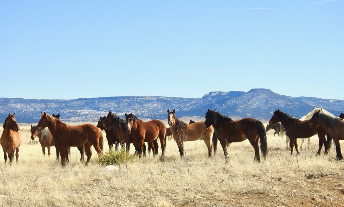 Stumpy!! It's been too long. Our page has been quiet, but our herd is thriving. Soon, the green will come, coats will shed, and we'll be preparing for our newest herd members. We can't wait to introduce them! Pictured: Stumpy & Wonder (son), Sully&Romeo, Stumpy&Auggie's band