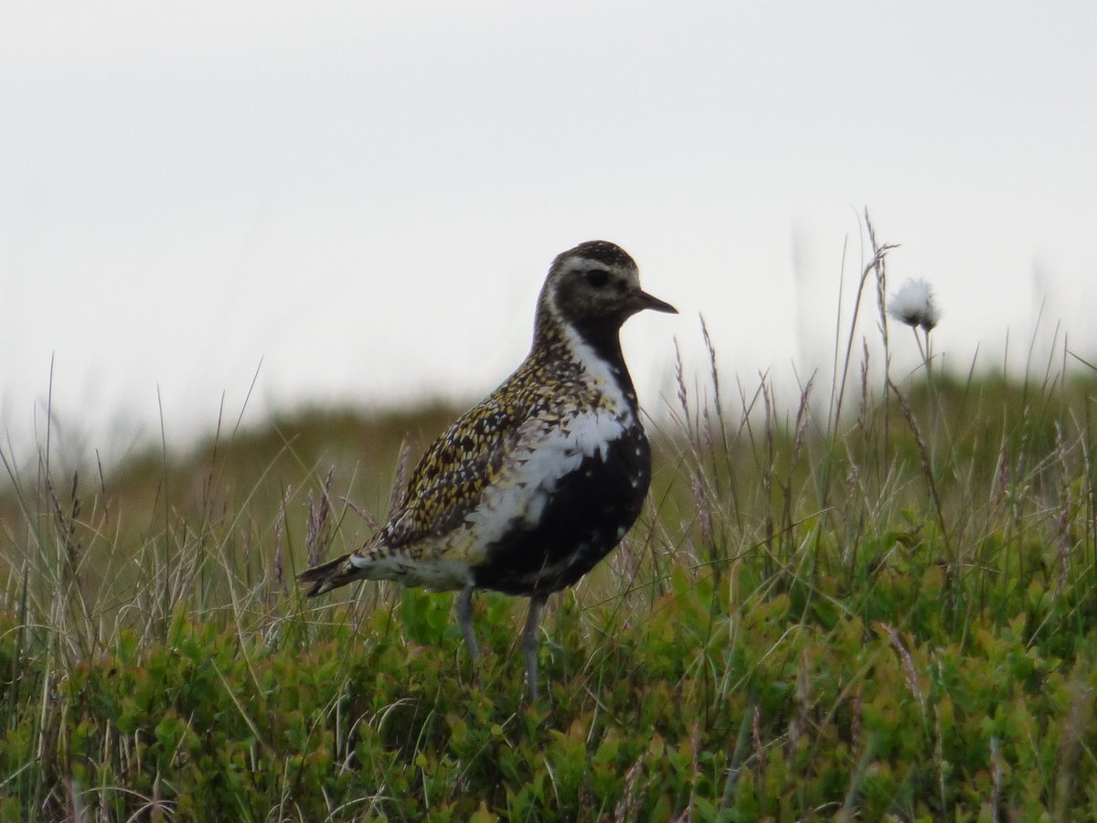 We completely agree with the RSPB: Walshaw Moor Estate Site of Special Scientific Interest is a totally inappropriate location for a wind farm. It's an internationally significant breeding site for ground nesting birds & a European Special Protection Area stopcalderdalewindfarm.co.uk