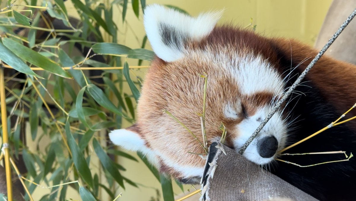 TronathanJones's tweet photo. @BrittBaileyTV I have to say I’m also a red panda fan https://t.co/P04e31zR6F