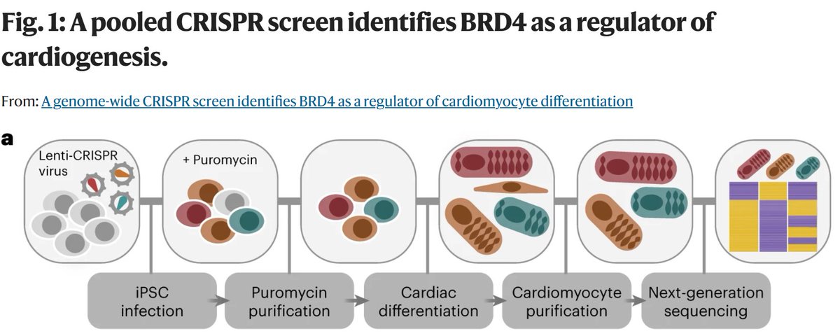 Nature Cardiovascular Research (@naturecvr) on Twitter photo Research| With a genome-wide #CRISPR screen in #iPSC, the authors identify the acetyl-lysine reader BRD4 as a regulator of cardiomyocyte differentiation that they subsequently validate in vivo <a href="/PennCVI/">PennCVI</a> <a href="/GladstoneInst/">Gladstone Institutes</a> <a href="/PennCDB/">UPenn CDB</a> <a href="/PennEpiInst/">Penn Epigenetics</a> <a href="/UCSFCardiology/">UCSF Cardiology</a>
👉rdcu.be/dzrQm Research| With a genome-wide #CRISPR screen in #iPSC, the authors identify the acetyl-lysine reader BRD4 as a regulator of cardiomyocyte differentiation that they subsequently validate in vivo <a href="/PennCVI/">PennCVI</a> <a href="/GladstoneInst/">Gladstone Institutes</a> <a href="/PennCDB/">UPenn CDB</a> <a href="/PennEpiInst/">Penn Epigenetics</a> <a href="/UCSFCardiology/">UCSF Cardiology</a>
👉rdcu.be/dzrQm