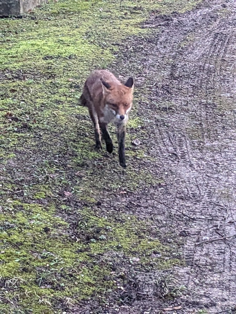 Just run into this fellow outside St Elizabeth's Hall. I wonder if he is not well as it is a bit early in the day for a fox to be put @_UoW