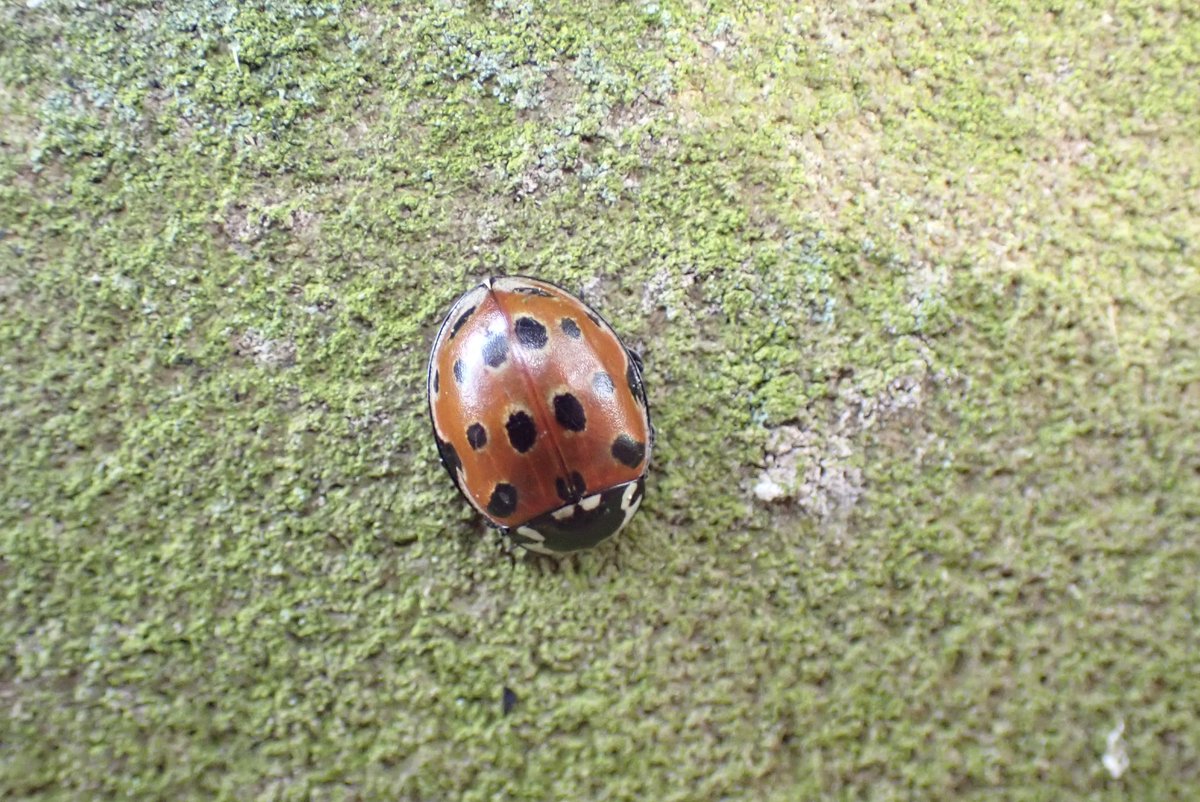 Wallsend Wildlife tweet media