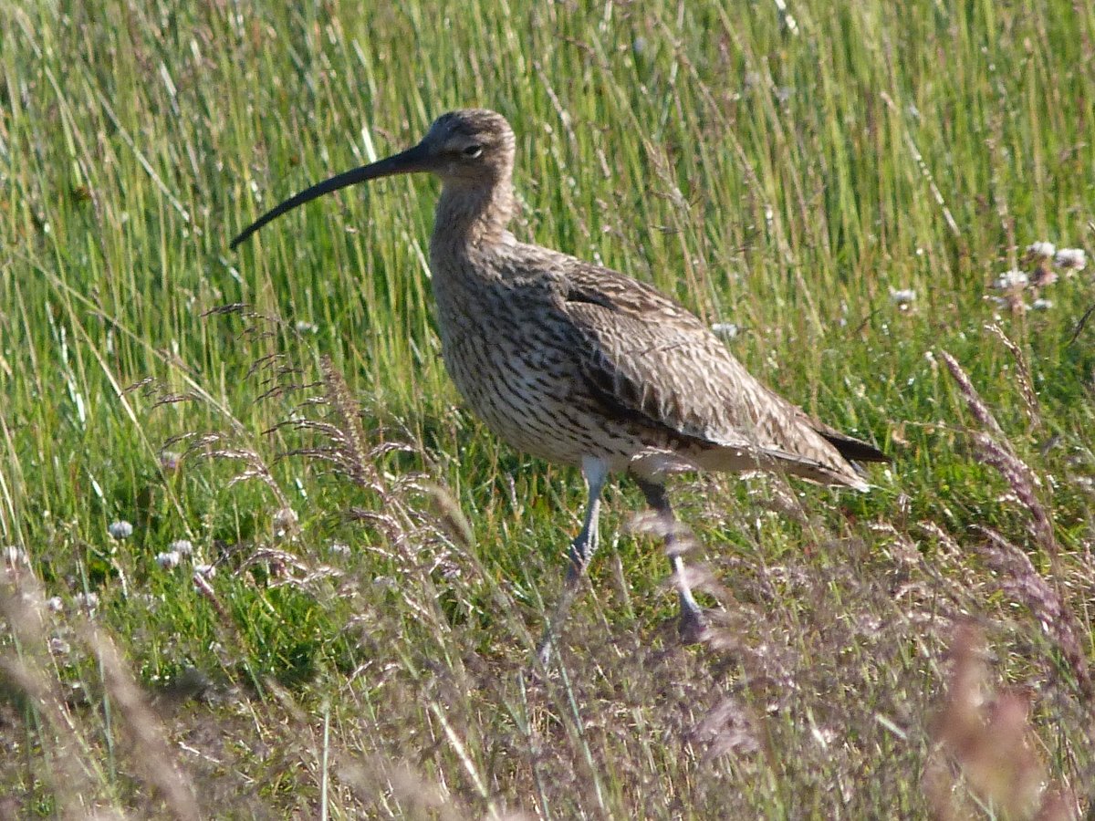 We couldn't agree more! This wind farm would be an environmental disaster for Walshaw Moor SSSI which provides the perfect habitat for remarkable colonies of #curlews #lapwings & #goldenplovers. Join our campaign to #SaveWalshawMoor stopcalderdalewindfarm.co.uk/our-countrysid…