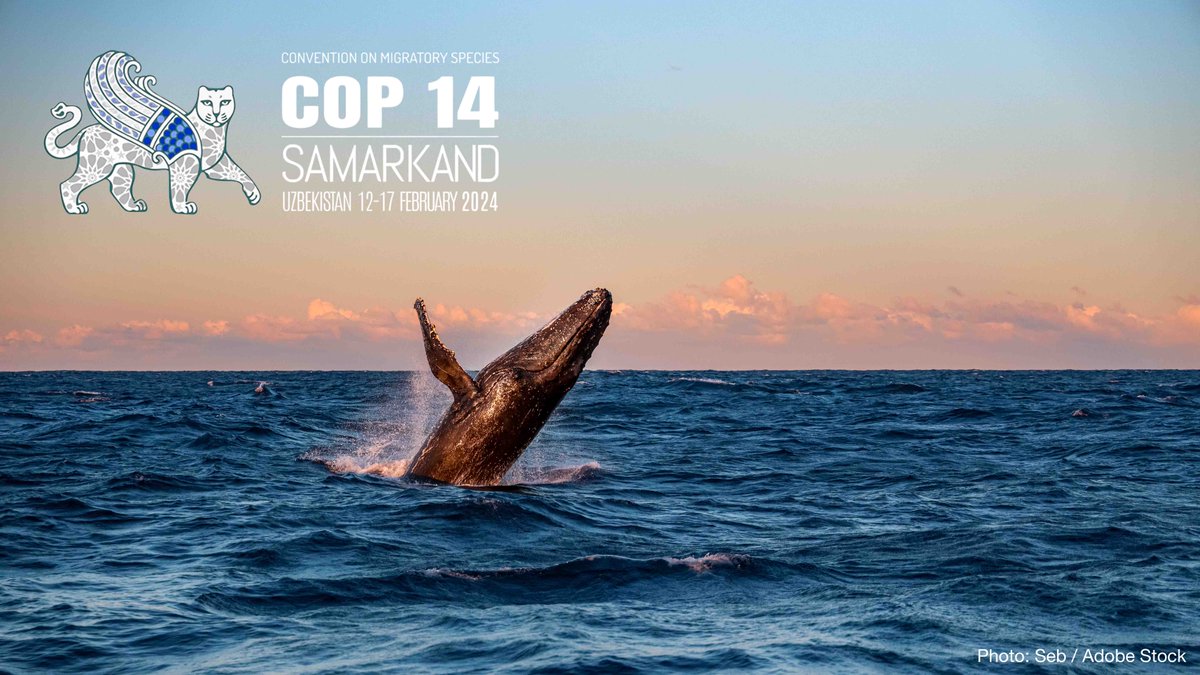 CMS COP14: IUCN welcomes the Samarkand Strategic Plan for Migratory Species.

Read our reaction to the recent #CMSCOP14 ➡️ shorturl.at/nHIP0