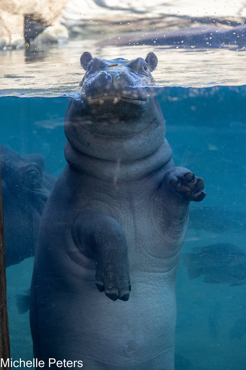 CincinnatiZoo's tweet photo. Little Fritz waving to fans! Hippos have great adaptations! When submerged, just their eyes, ears and nostrils stick out of the water so they can still see, hear and smell what’s going on around them. When completely submerged, their ears and nostrils fold shut to keep water out. https://t.co/Tcs4htUJuG