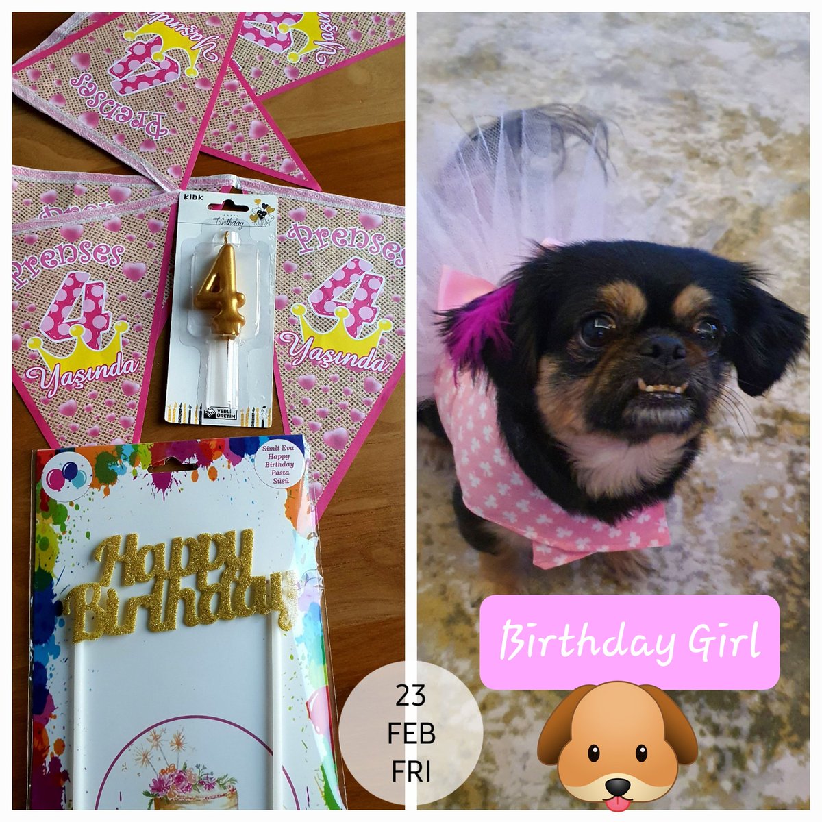 Birtakım hazırlıklar... 🥰🐶🎂 #prenses4yaşında #Hera #Birthdaygirl #Hera4yaşında #happybirthdayHera  #pekingese #pekinez #dogstagram #dogsmom #dogsofinstagram #HeraandHector #dogslove #pekingeselove #betterthanhumans
