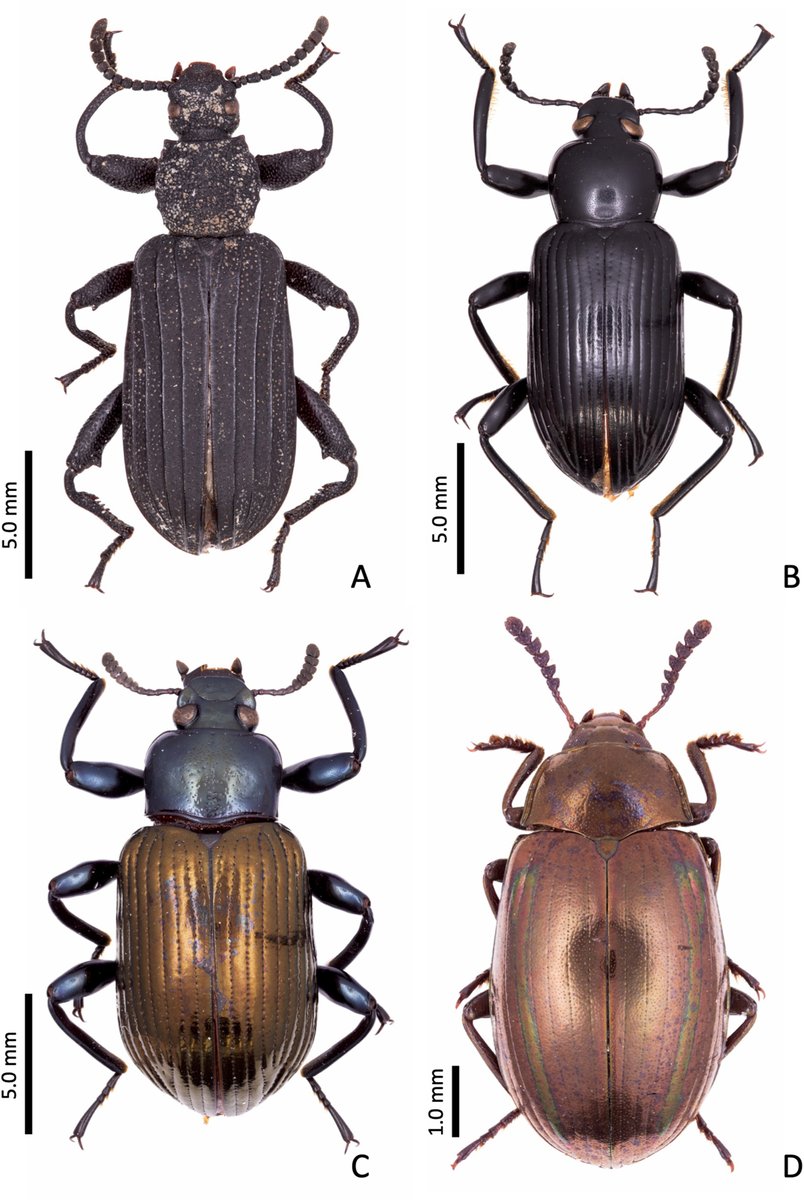 The #diversity of #Tenebrionidae in the #Philippines is HUGE, this is why it is importat to illustrate them adequately researchgate.net/publication/37… doi.org/10.1016/j.japb… #beetles #coleoptera #insects #biodiversity #nature