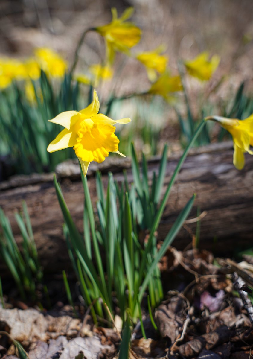 It's looking a little more like spring around here. #TheMountainsAreCalling