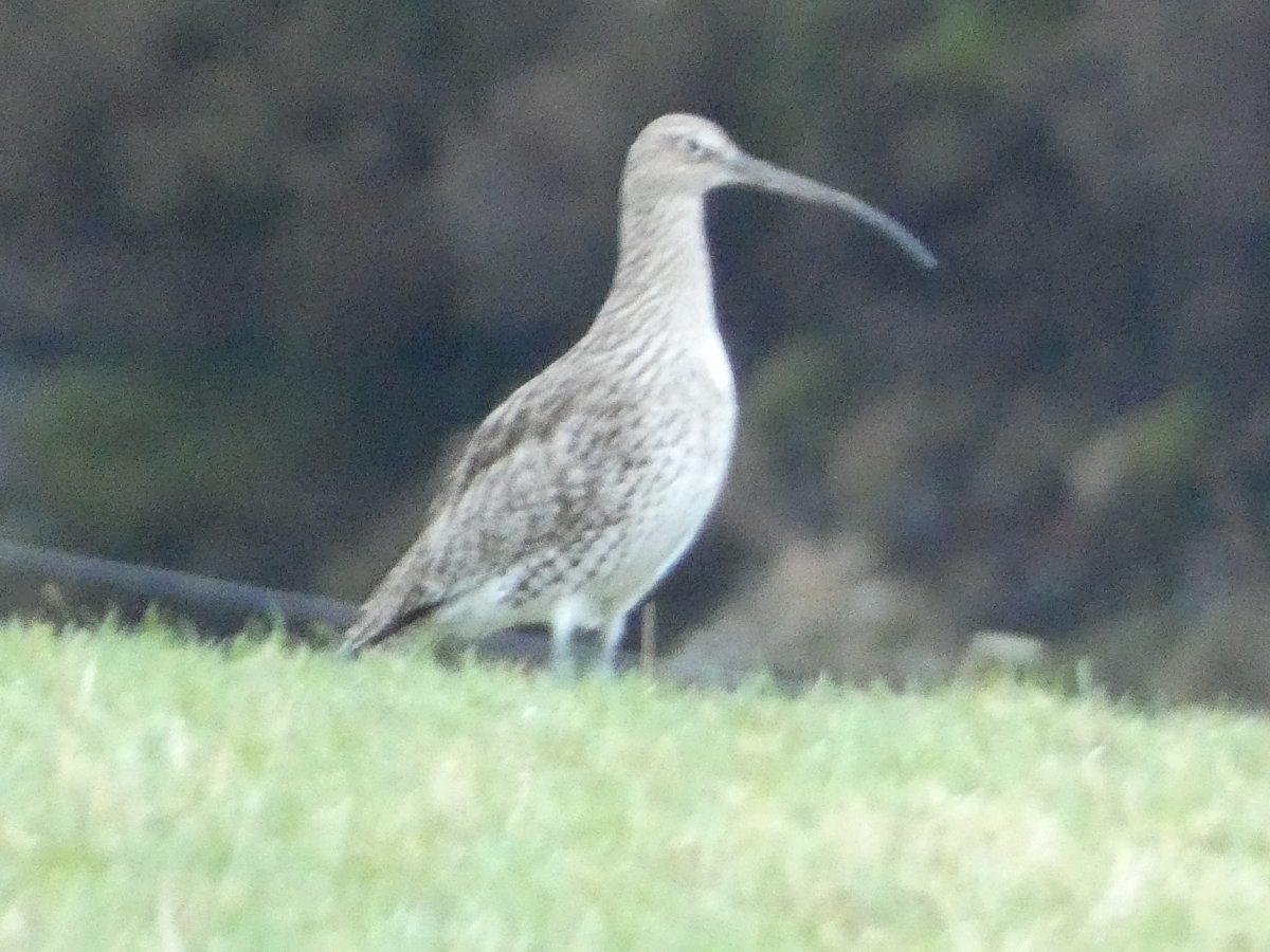 Newly-arrived #curlew photographed in Crimsworth Dean above Hebden Bridge this morning on the site of the proposed Calderdale Wind Farm. Join our campaign to oppose this massive industrial development on Walshaw Moor Estate SSSI SPA SAC #SaveWalshawMoor stopcalderdalewindfarm.co.uk/tweet-of-the-d…
