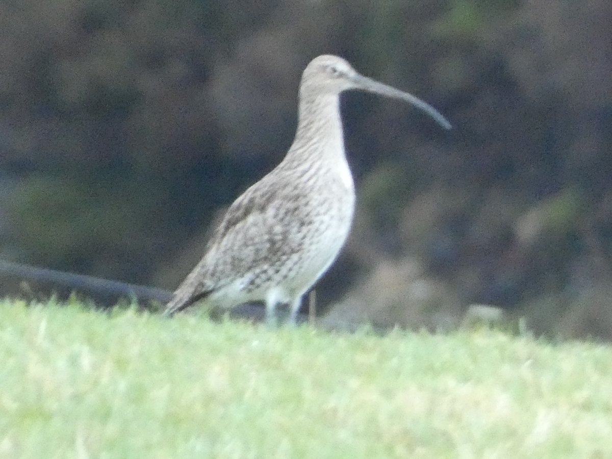 Yorkshire Walks and Wildlife tweet media