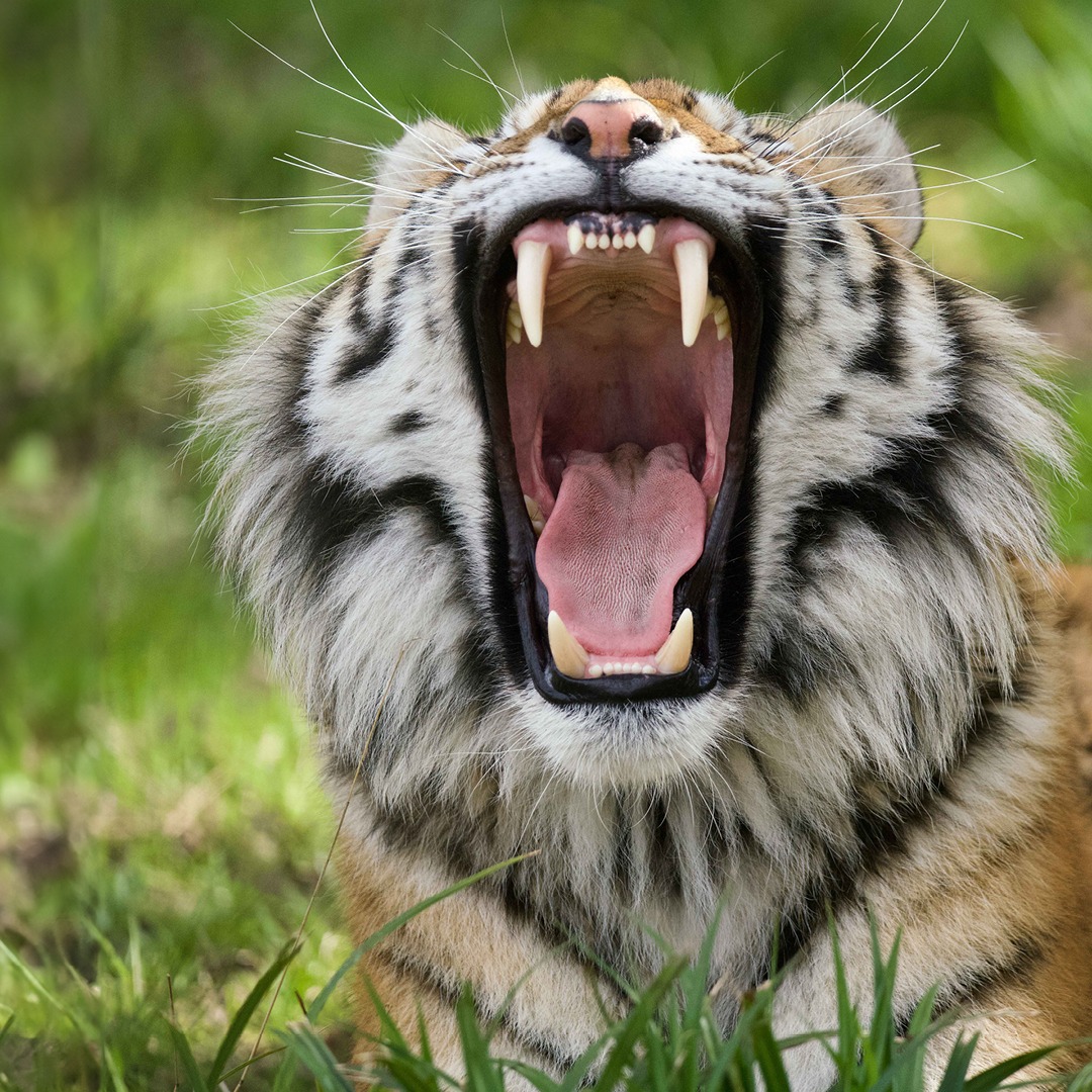 Longleat's tweet photo. Announcing our roar-some new Predators event this Easter! 🐯
Keep your wits about you as you challenge yourself to see if you have the amazing skills of the mightiest carnivores, get up close to our mini predators in the Close Encounters Zone, and more: https://t.co/PIr36oZ6q2 https://t.co/9De6CErH4l