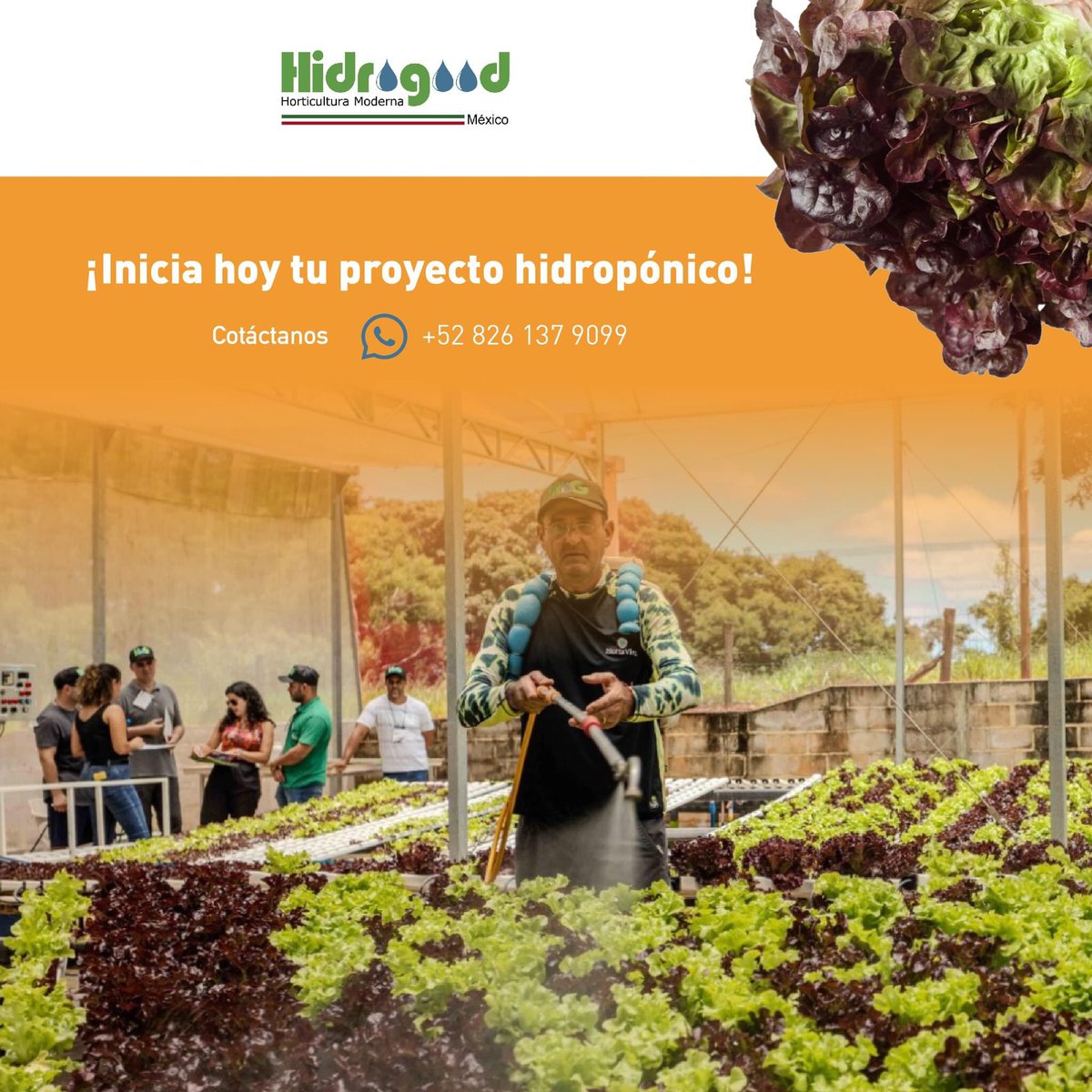 Somos la mejor opción para tu cultivo, garantizamos:
✅Rendimientos mayores al 30% en comparación del suelo 🌱💪
✅70% de ahorro de agua en relación al cultivo común de lechuga 💧🥬