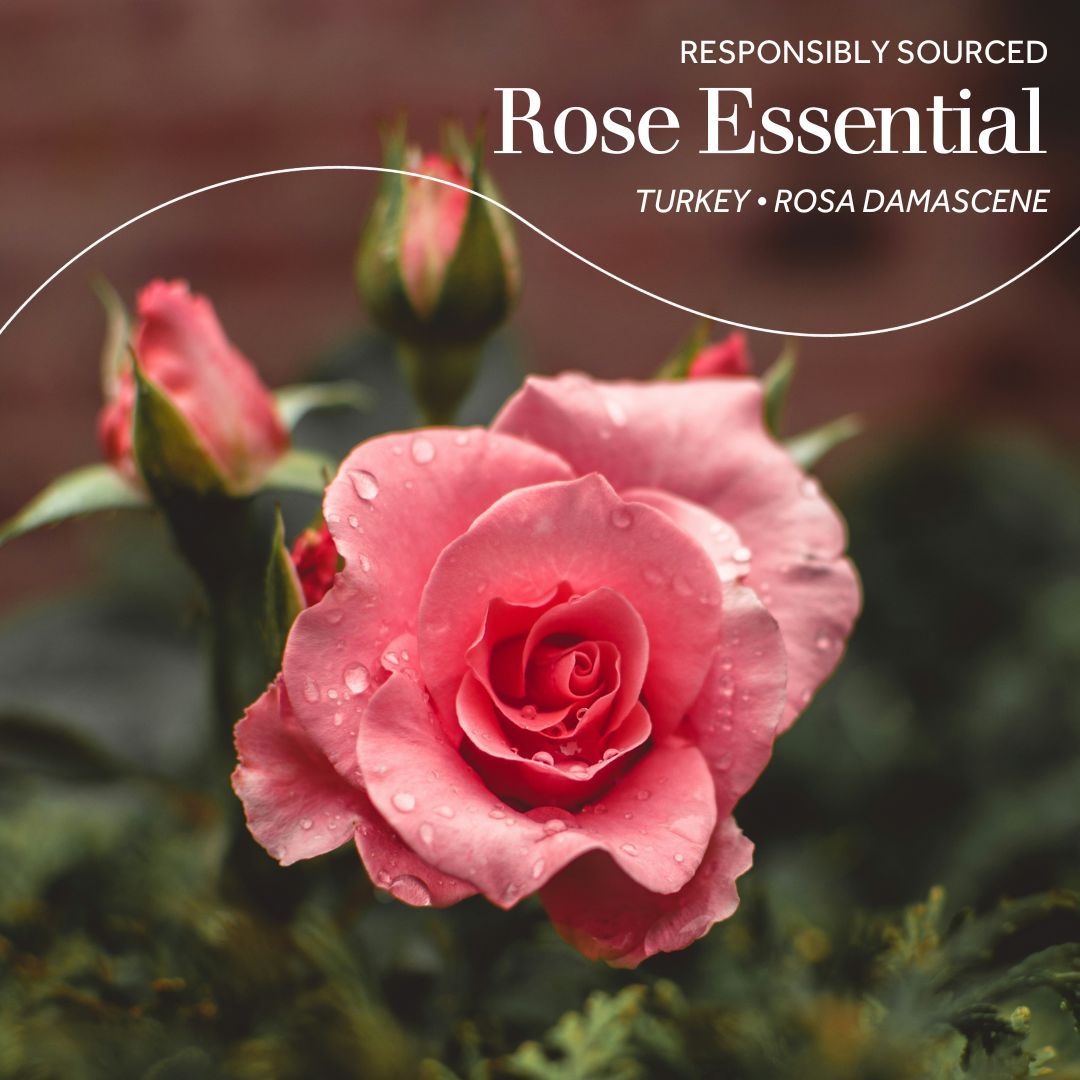 CPL Aromas (@cplaromas) on Twitter photo Capturing the timeless allure of Rose Essential, the latest responsibly sourced on our perfumery palette 🌹 Harvested from the fragrant Rosa damascene in Turkey, this botanical gem blooms between May and June. This material has a typical floral, rose odour. Capturing the timeless allure of Rose Essential, the latest responsibly sourced on our perfumery palette 🌹 Harvested from the fragrant Rosa damascene in Turkey, this botanical gem blooms between May and June. This material has a typical floral, rose odour.