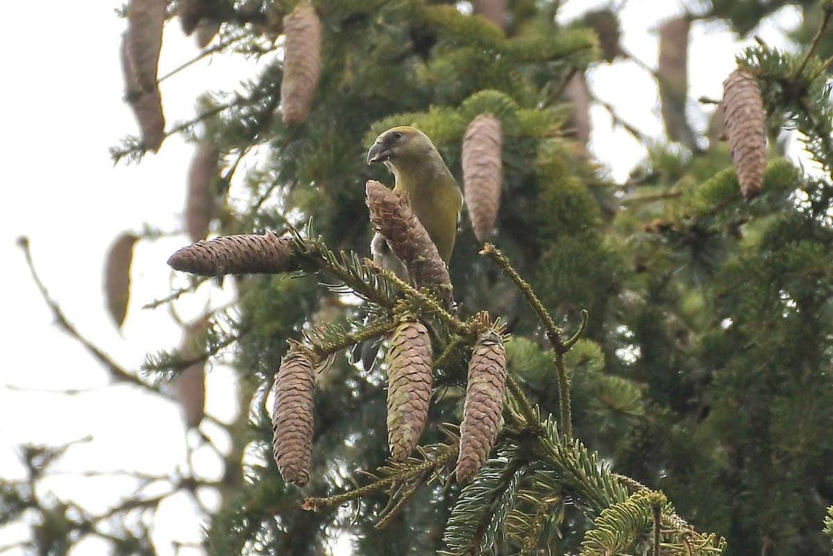 One of three Common Crossbills at Wendover woods today at midday