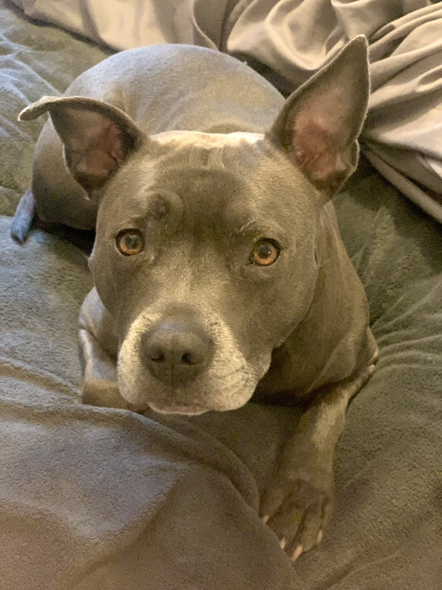 Mum has put on a dress, has painted her face and is smelling sickly sweet. This is my worried face. ❤️ #IsaMary #FridayNight #DogsOfX