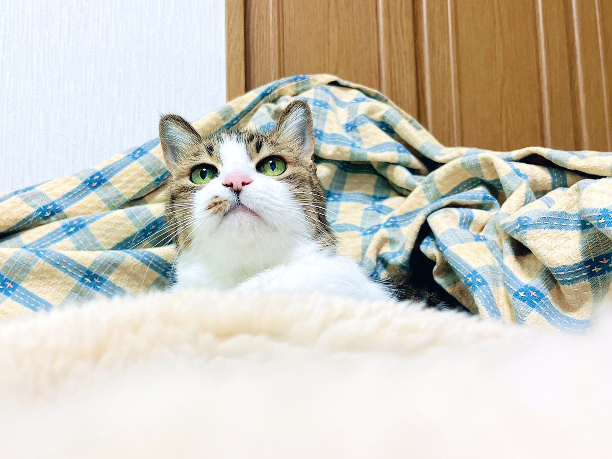 kgrmnk's tweet image. 全にゃんの写真あげようと、頑張ってた猫の日。途中で力尽き、実家猫かぐらさんUP出来てなかったので今。
春には19歳になるとは思えない若々しさです。羨ましい。
　#実家猫かぐらさん　
　#毎日が猫の日