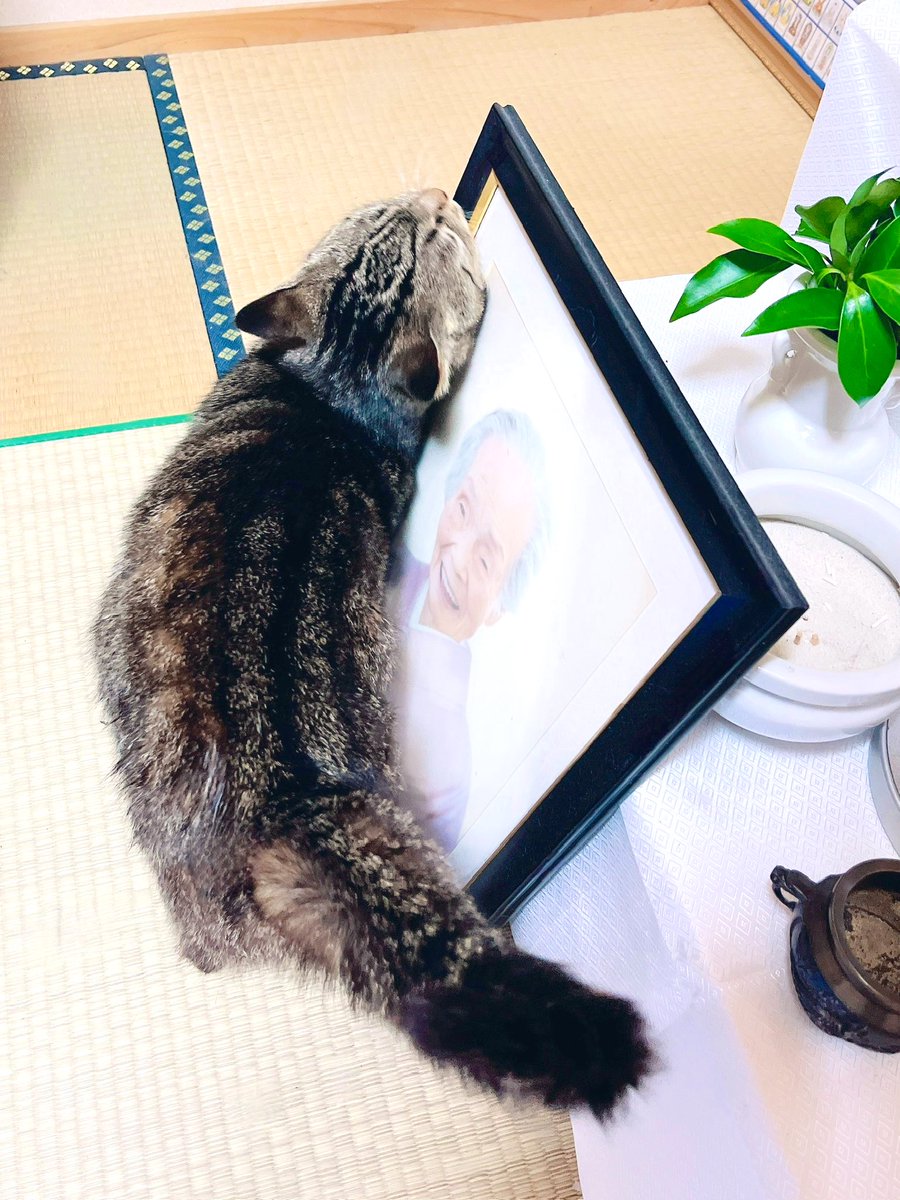 kgrmnk's tweet image. 実家猫舞ちゃんの写真も。
舞ちゃん、その人わたしのばあちゃんなんだ。
　#実家猫舞ちゃん　
　#毎日が猫の日