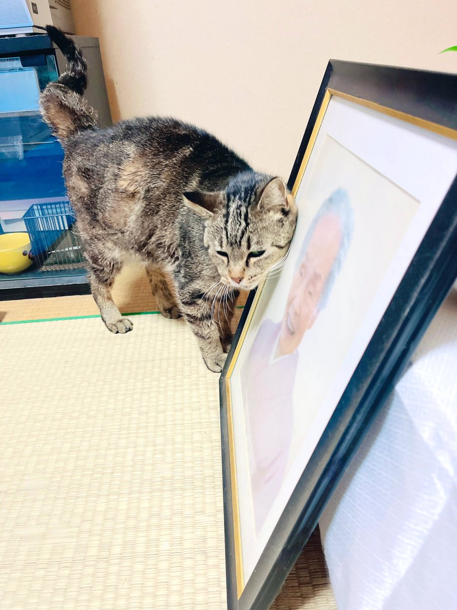kgrmnk's tweet image. 実家猫舞ちゃんの写真も。
舞ちゃん、その人わたしのばあちゃんなんだ。
　#実家猫舞ちゃん　
　#毎日が猫の日
