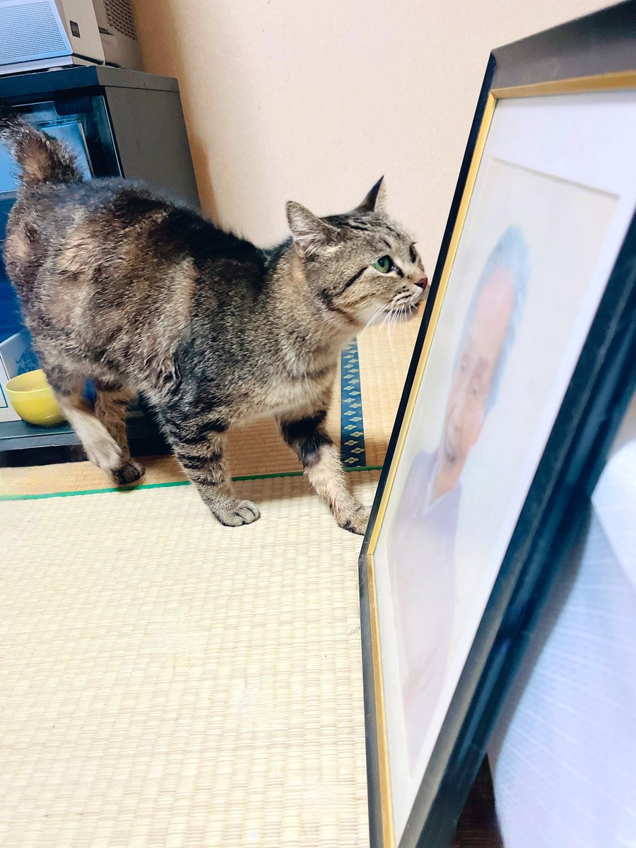 kgrmnk's tweet image. 実家猫舞ちゃんの写真も。
舞ちゃん、その人わたしのばあちゃんなんだ。
　#実家猫舞ちゃん　
　#毎日が猫の日