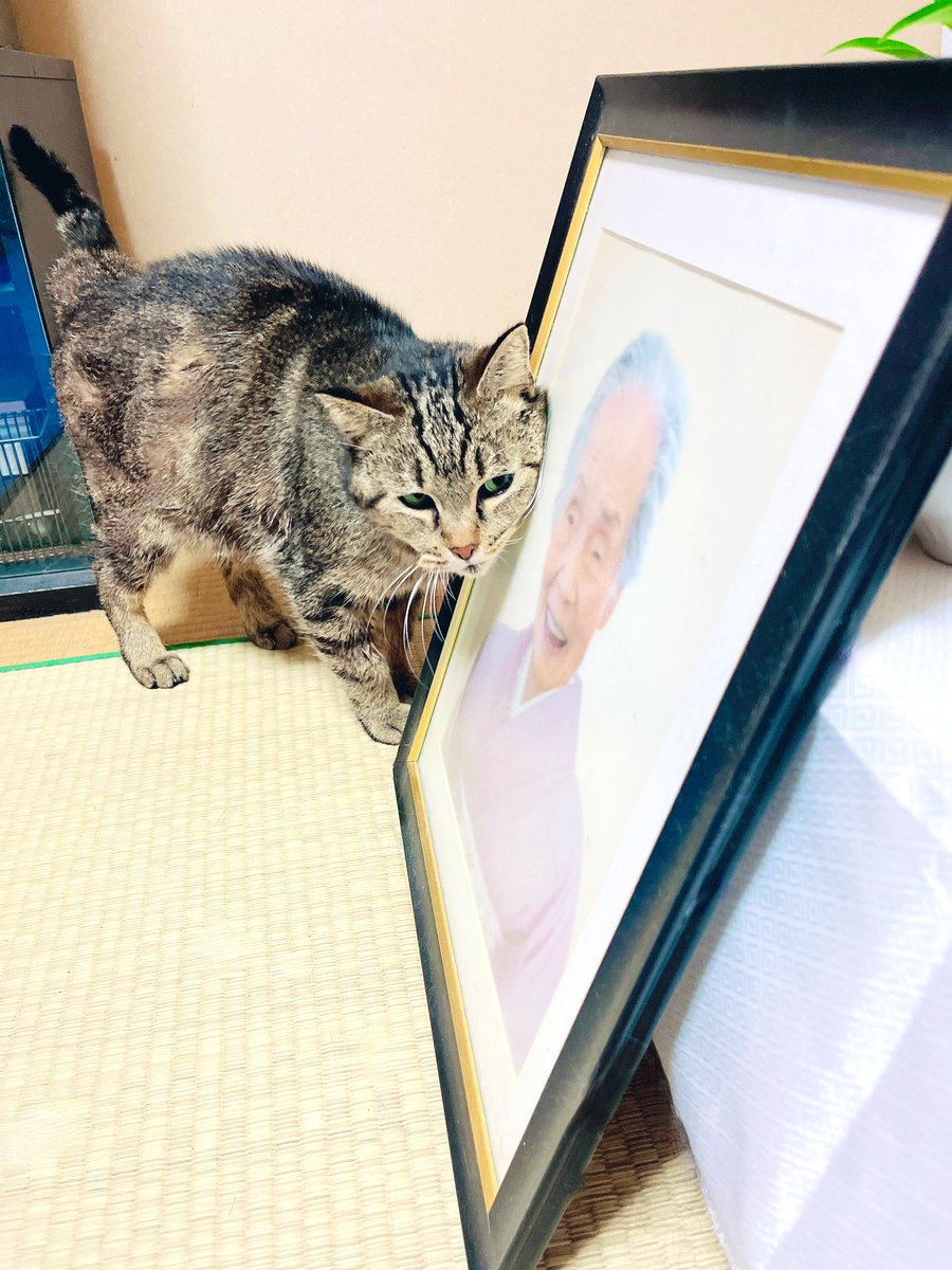 kgrmnk's tweet image. 実家猫舞ちゃんの写真も。
舞ちゃん、その人わたしのばあちゃんなんだ。
　#実家猫舞ちゃん　
　#毎日が猫の日