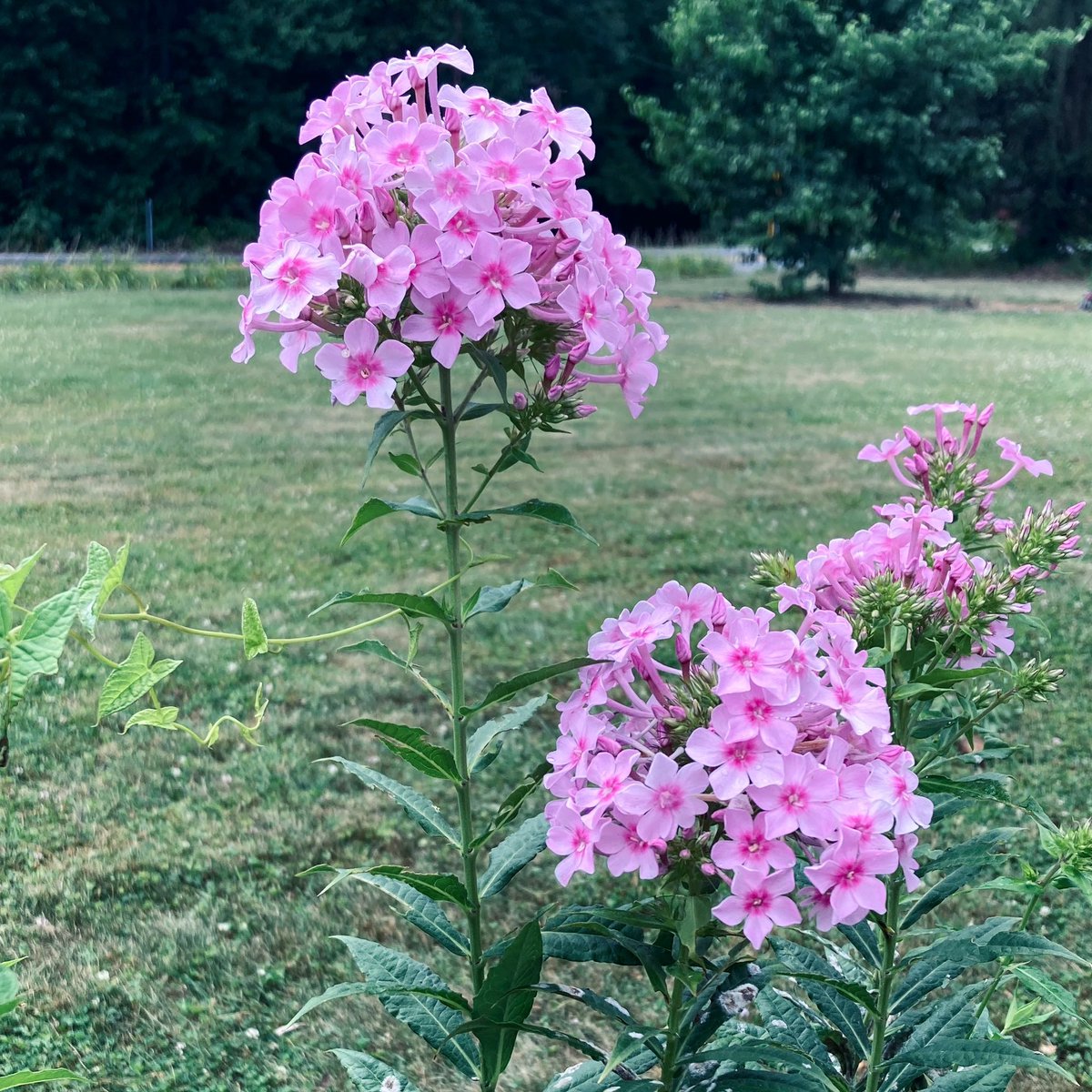 #GardenPhlox is always a delight in the summer #garden 🌸
#FlowersOnFriday