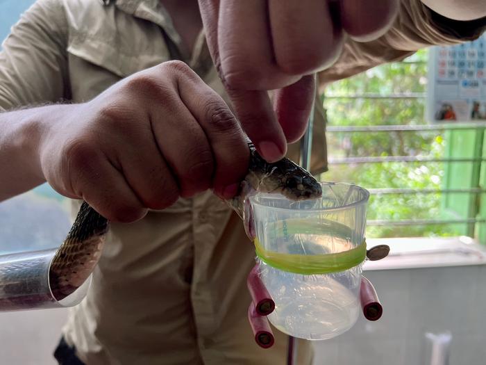 Science Translational Medicine (@sciencetm) on Twitter photo A synthetic human antibody neutralizes alpha #neurotoxins from deadly snakes such as mambas and kraits in mice—taking a step to a safer, broader #antivenom for snakebites that still kill thousands worldwide. <a href="/anaturalist/">Kartik Sunagar</a> <a href="/LabVenomics/">Evolutionary Venomics Lab</a> <a href="/scrippsresearch/">Scripps Research</a> scim.ag/5YQ A synthetic human antibody neutralizes alpha #neurotoxins from deadly snakes such as mambas and kraits in mice—taking a step to a safer, broader #antivenom for snakebites that still kill thousands worldwide. <a href="/anaturalist/">Kartik Sunagar</a> <a href="/LabVenomics/">Evolutionary Venomics Lab</a> <a href="/scrippsresearch/">Scripps Research</a> scim.ag/5YQ