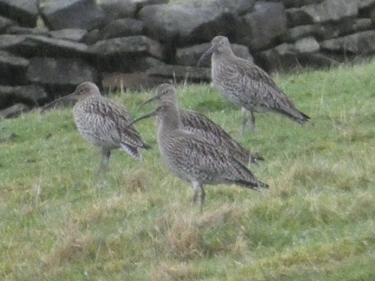 Yorkshire Walks and Wildlife tweet media
