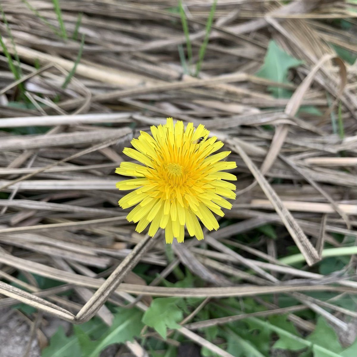 BrightBirdBio's tweet image. 受傷過後

上個星期不小心整傷了左手，不幸之中的大幸是能在醫院即晚做好手術，處理了二天就可以出院。可惜傷勢不輕，可能要三個月治療才能完全康復，而這段時間完全不可以用左手。

brightbirdbio.com/?p=3404