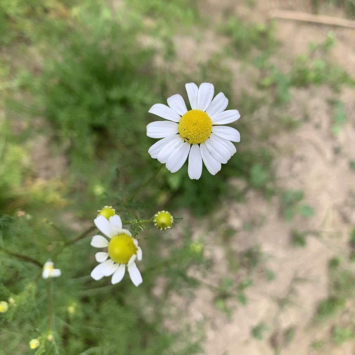 BrightBirdBio's tweet image. 受傷過後

上個星期不小心整傷了左手，不幸之中的大幸是能在醫院即晚做好手術，處理了二天就可以出院。可惜傷勢不輕，可能要三個月治療才能完全康復，而這段時間完全不可以用左手。

brightbirdbio.com/?p=3404