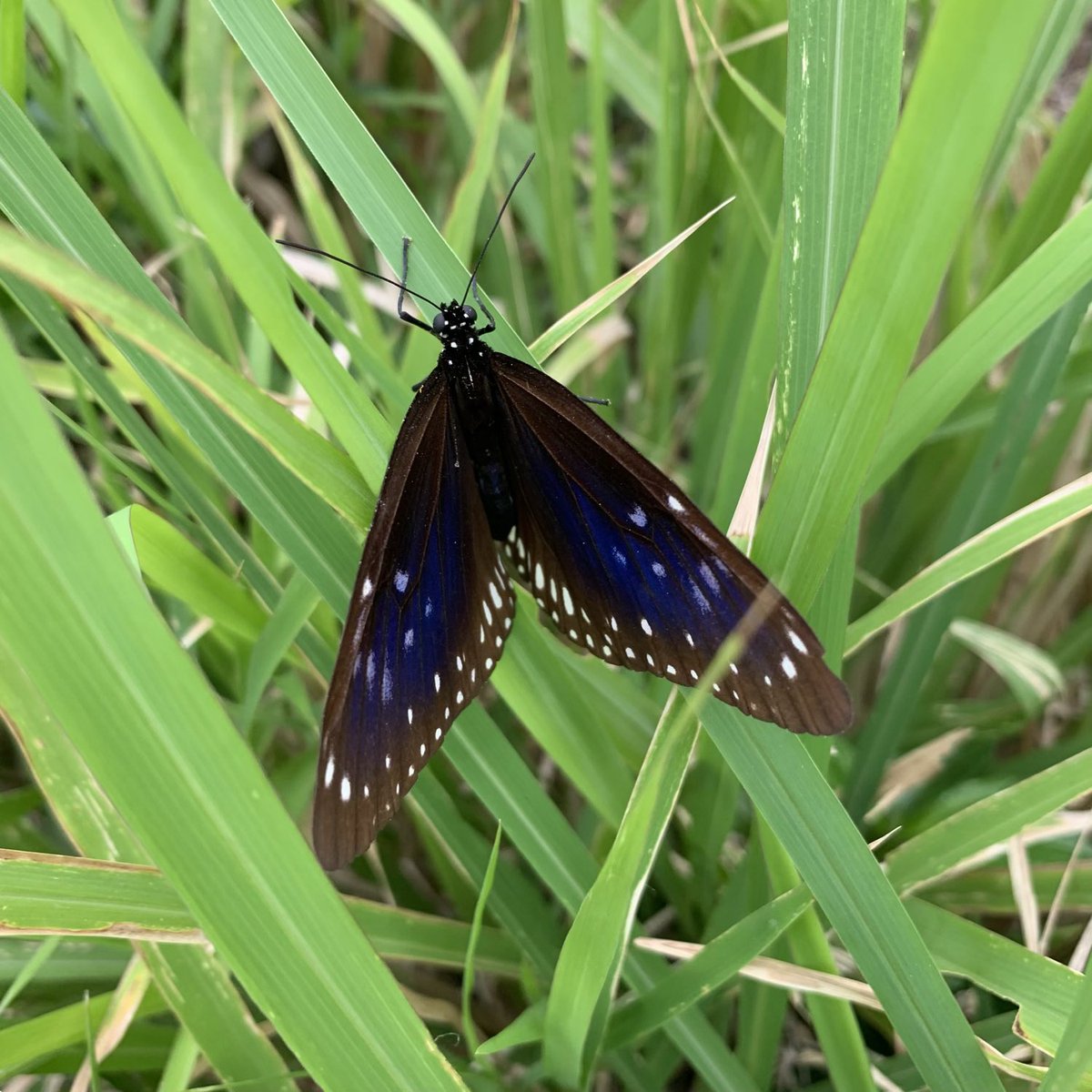 BrightBirdBio's tweet image. 受傷過後

上個星期不小心整傷了左手，不幸之中的大幸是能在醫院即晚做好手術，處理了二天就可以出院。可惜傷勢不輕，可能要三個月治療才能完全康復，而這段時間完全不可以用左手。

brightbirdbio.com/?p=3404