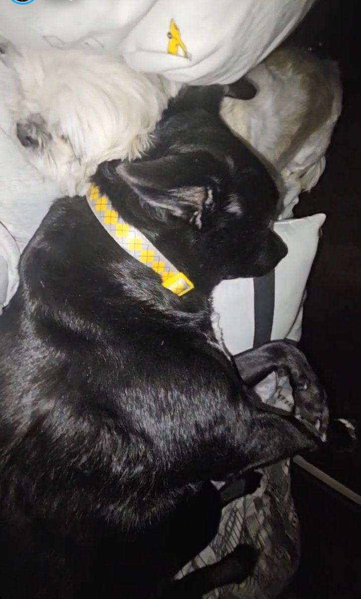 AngeliqueMGR's tweet photo. Así duermen estos dos ❤️
#BenjiTheDog
#PepperTheDog🎀 https://t.co/mRE2Sn08QE