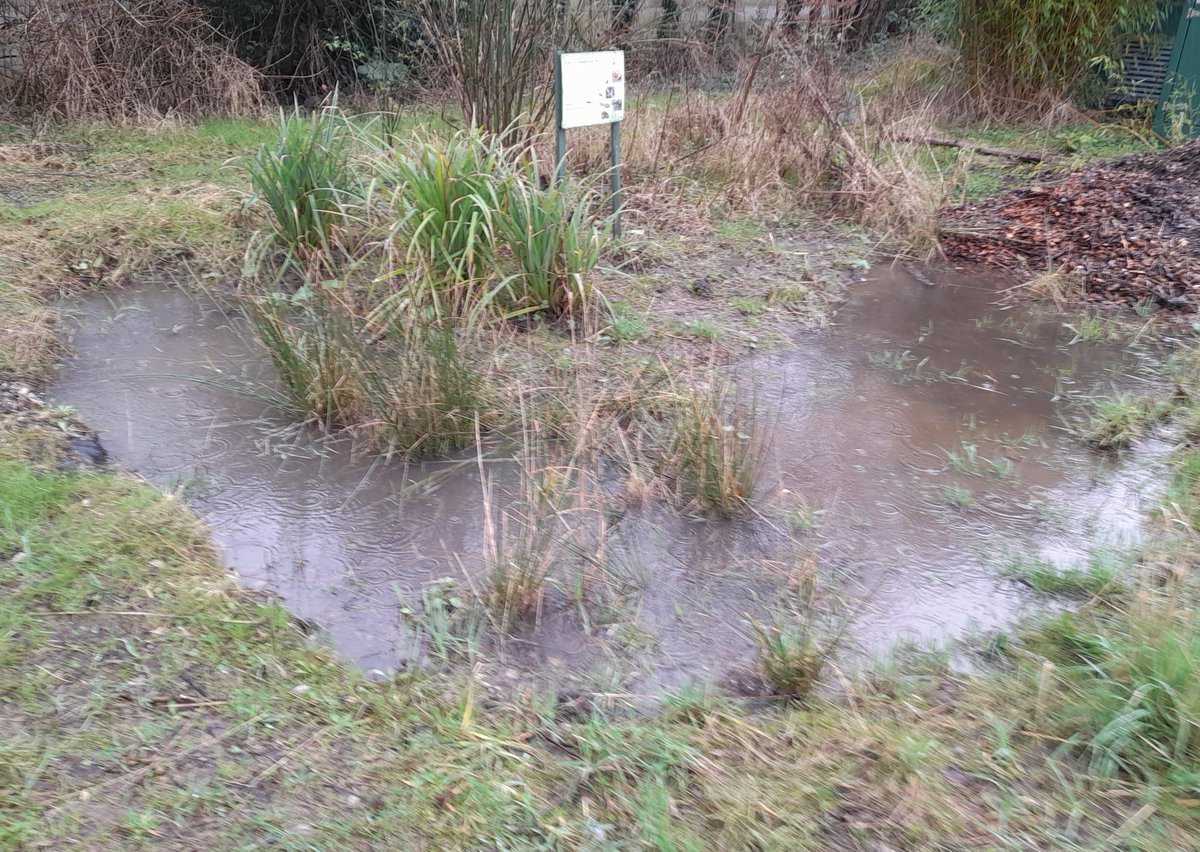 The only upside to all this rain is that at least the ponds full