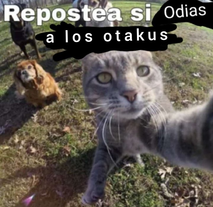 MamadorDelCine3's tweet photo. @ShitpostRandom https://t.co/xyGvlAR2Qm
